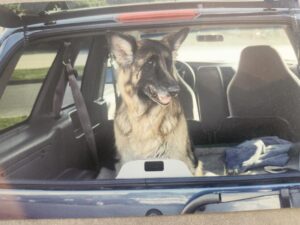 A German Shepherd dog sitting in the backseat of a car.